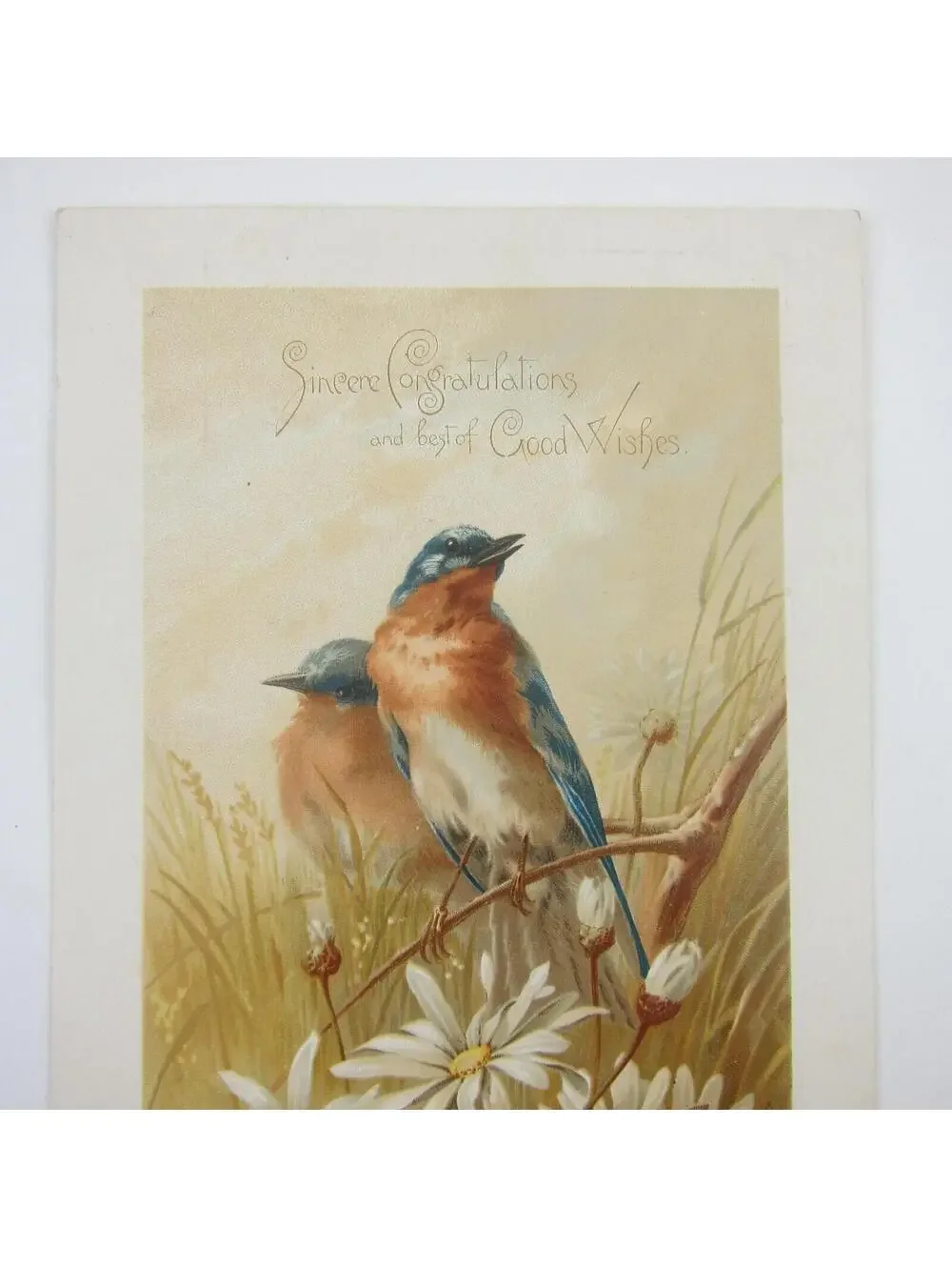 Victorian Greeting Card Congratulations Blue Birds & Daisy Flowers Antique 1884